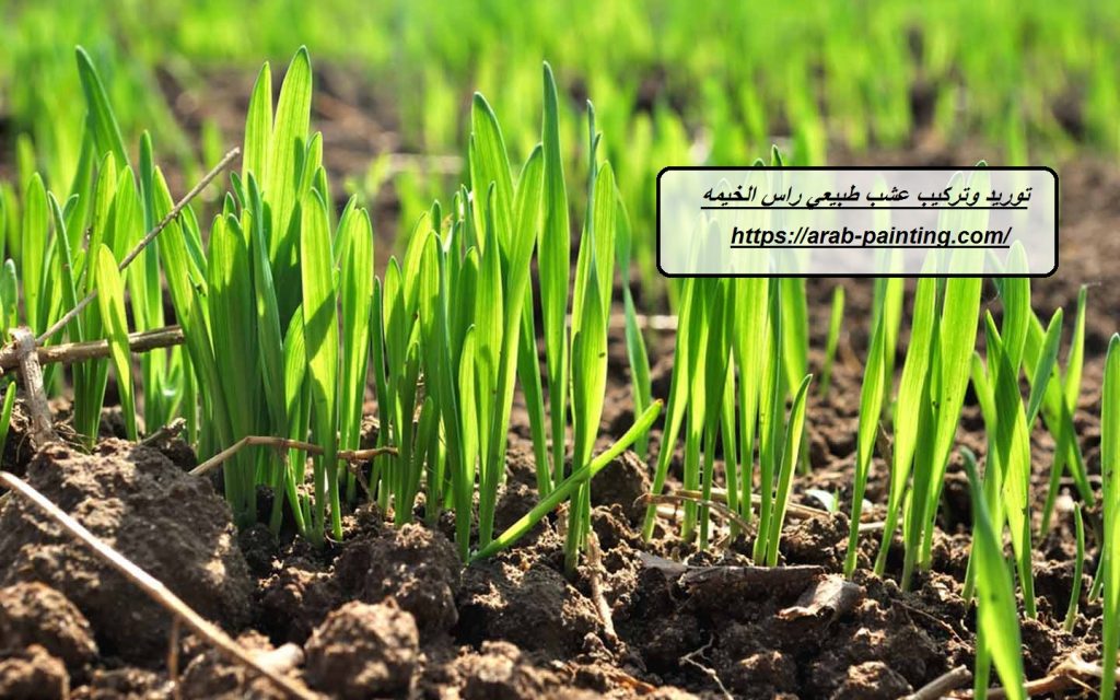 توريد وتركيب عشب طبيعي راس الخيمه